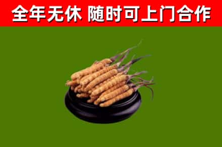 利津烟酒回收冬虫夏草.jpg